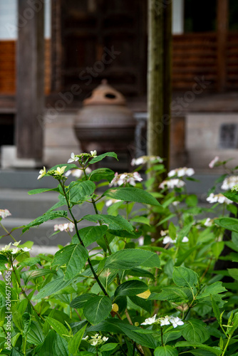 鎌倉26528　光則寺11　山紫陽花