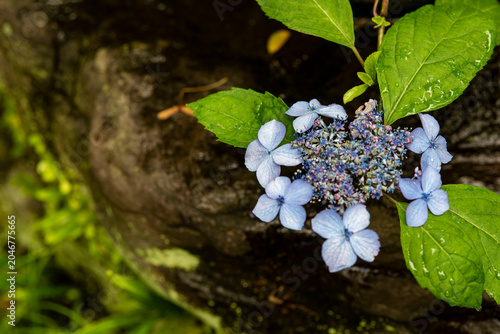 鎌倉26528　光則寺12　山紫陽花