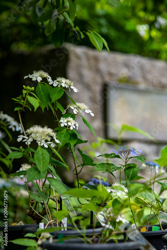 鎌倉26528　光則寺10　山紫陽花