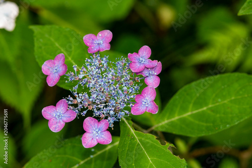 鎌倉26528　光則寺8　山紫陽花