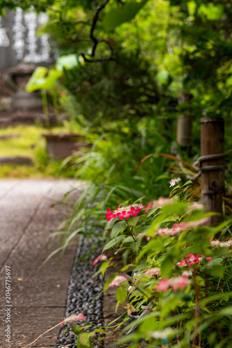 鎌倉26528　光則寺6　山紫陽花
