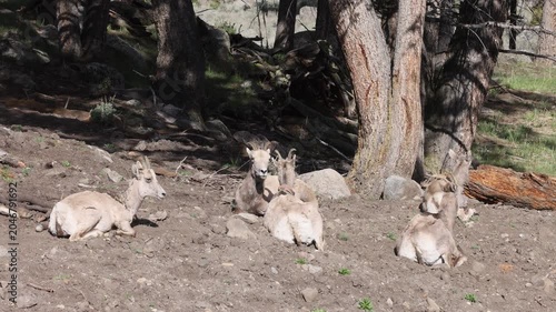 Bighorn Sheep Ewes and Lambs in Yellowstone National Park Wyoming in Spring