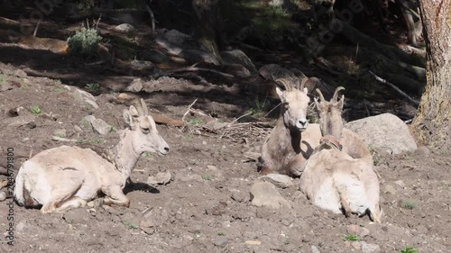 Bighorn Sheep Ewes and Lambs in Yellowstone National Park Wyoming in Spring