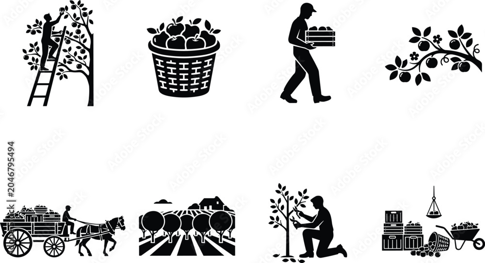 Fototapeta premium Collection of agricultural vector silhouettes featuring apple harvesting fruit picking orchard maintenance and traditional farm life icon set.