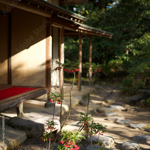 Canvas Print Traditional Japanese tea house with diatomaceous earth wall and autumn garden pa