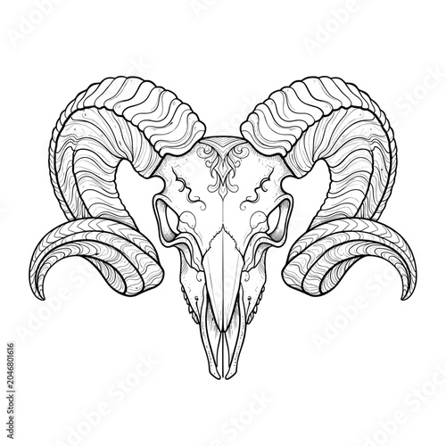 Front View Sketch of a Ram Skull with Horns