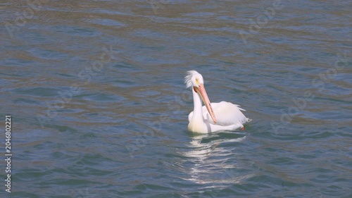 White Pelican in Springtime in Idaho