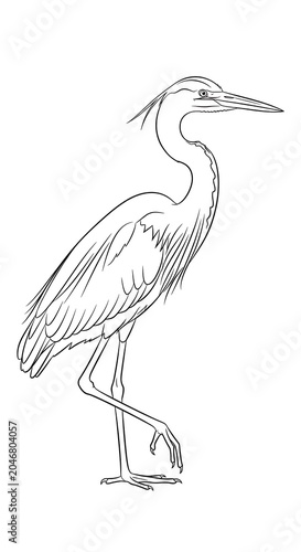 Elegant white crane bird standing on one leg.
