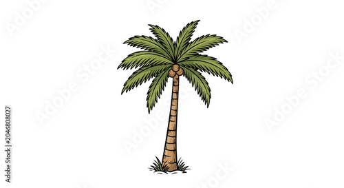 Vintage palm tree vector illustration, tropical coconut tree with green fronds, hand drawn exotic plant isolated on white background