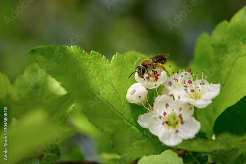 a bee pollinates flowers
