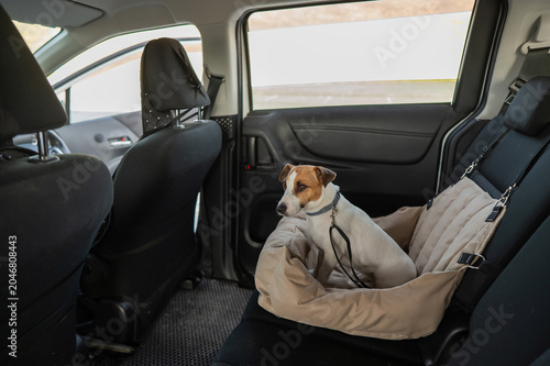 Photos Jack Russell Terrier Dog in a Special Car Seat.