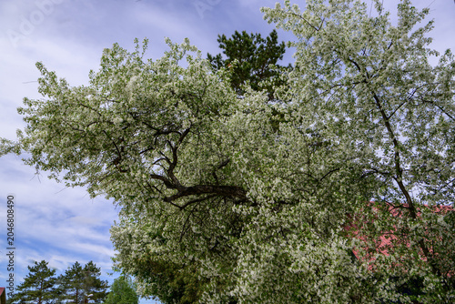 White flowers of a blossoming tree on a background of blue sky