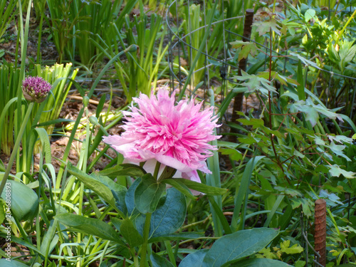 Fényképezés Blooming pink peon on flower bed