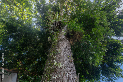 Tall Tree Viewed from Below Against Blue Sky