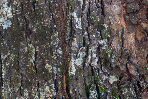 Tree Bark Texture Background Close Up
