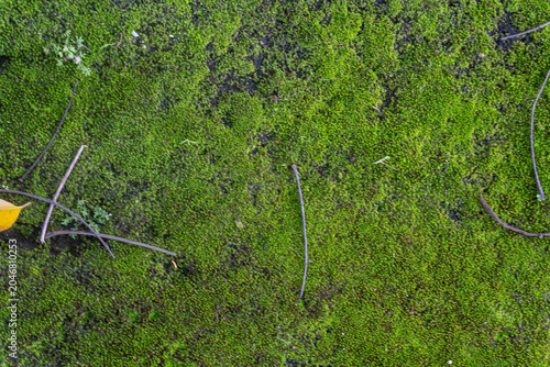 Green Moss Texture on Ground Surface Close Up