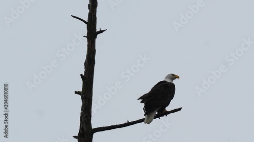 Bald eagle perched on a bare dead tree branch looking around against an overcast winter sky Slow motion 120fps 4k video footage