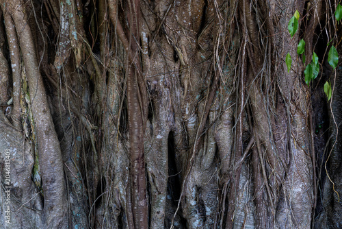 Close Up of Banyan Tree Aerial Roots