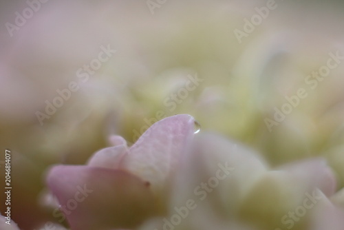 水滴が輝くピンクの紫陽花 ガクアジサイのマクロ / Beautiful pink flower petal with a shiny water drop in soft focus