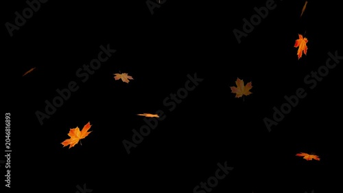 Autumnal maple leaves rotation on white background. Maple Leaves Falling. Fall 2 Clip start to end and seamless loop.
Super slow motion of falling autumn maple leaves on black background.