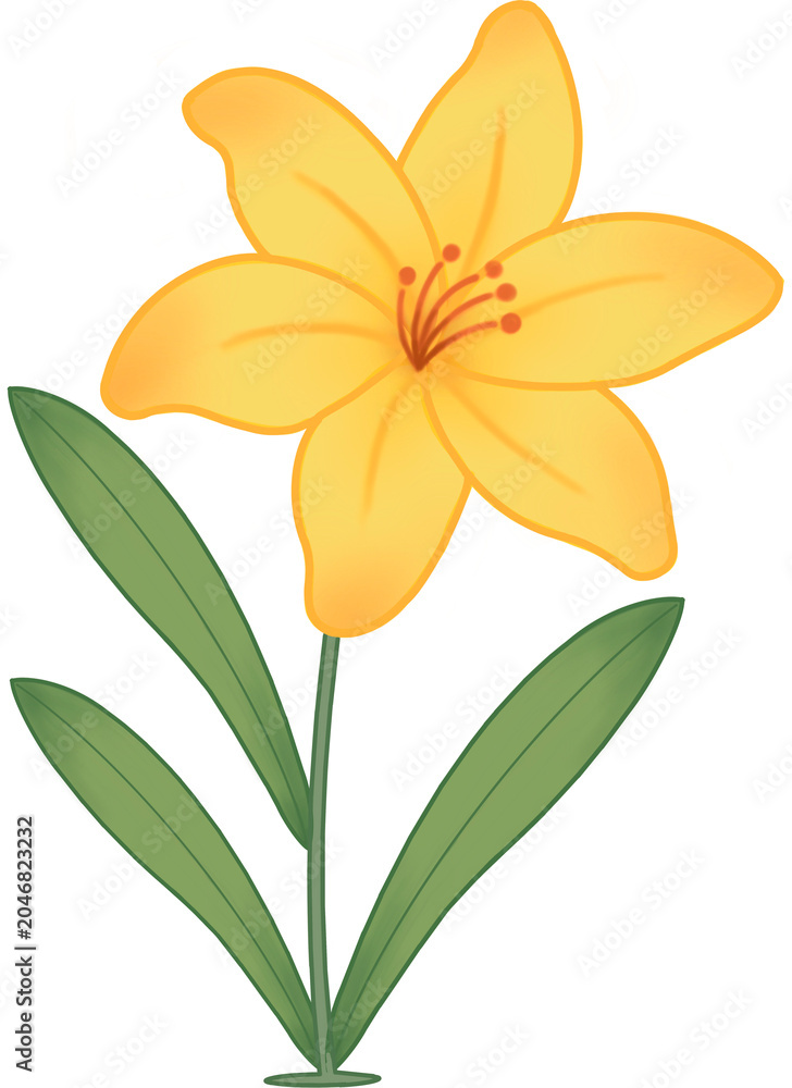 Obraz premium yellow lily flower
