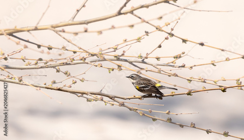 Canvas-taulu Female Yellow-rumped Warbler between budding Willow branches in a tree in spring