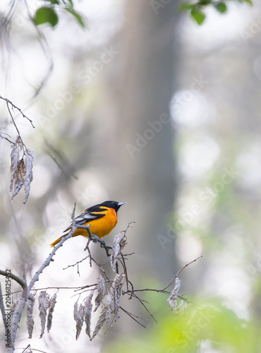 Fotografía North American Oriole in a softly lit woodland habitat in springtime at Pelee Na