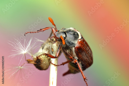 Bild auf Leinwand May beetle insect on a stick