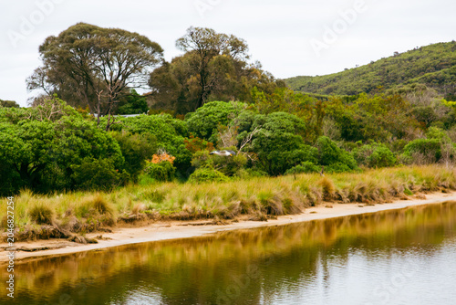 Seagull flying over riverbank with dense forest wilderness exploration