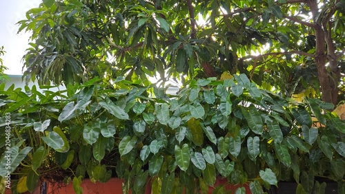 green leaves on the tree
