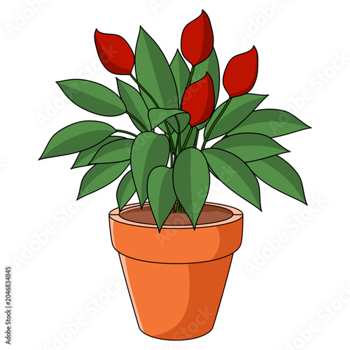 Potted houseplant with vibrant red flowers and lush green foliage