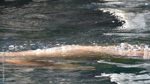 Sea lion swimming near the water surface in its natural habitat during a bright day Slow motion 120fps 4k video footage