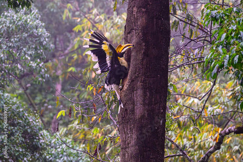 A hornbill is feeding its chicks in a hollow in a large tree.