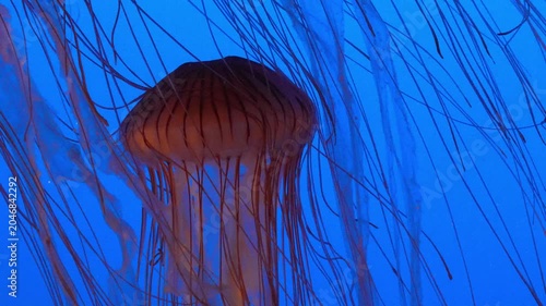 Sea nettle jellyfish drifting with long tentacles trailing in deep blue water under dramatic ambient lighting Slow motion 120fps 4k video footage