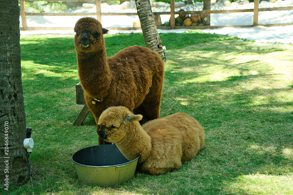Naklejka premium Two cute fluffy alpacas relaxing on green grass