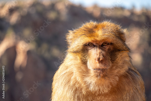 Photography Close up of a barbary macaque (Macaca sylvanus) on a fence at Ouzoud Falls, Moro