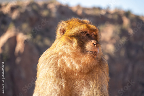 Foto Close up of a barbary macaque (Macaca sylvanus) on a fence at Ouzoud Falls, Moro