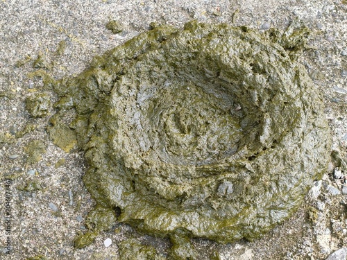 Fresh Cow Dung on Ground - A Natural Fertilizer.