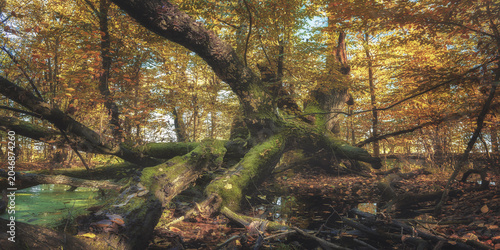 View of fallen mossy tree trunks and golden autumn foliage in the Buda Stalowska forest near a swampy pond Alfredowka, Wojewodztwo podkarpackie, Poland.