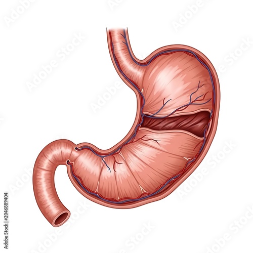 3D rendered human stomach digestive organ anatomy.