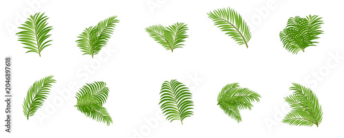 Collection of Green Leaves Vector Illustration
