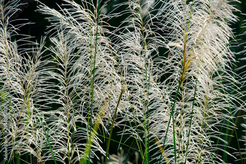 Elegant White Pampas Grass Plants with Feathery Plumes in Natural Setting