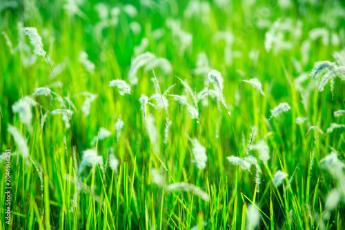 Close-up of tall green grass with white fluffy seed heads in a sunny field
