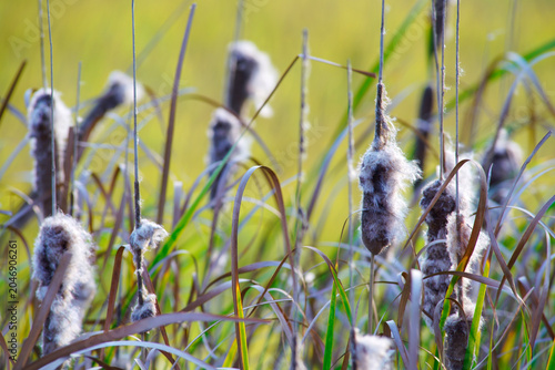Cotton Grass Swamps with Tall Reeds and Cotton Fluffs in Natural Habitat