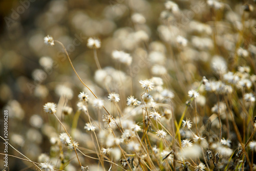 Wildflower meadow with white delicate blossoms and soft sunlight glow