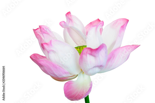 Elegant pink and white lotus flower with green seed pod isolated on white background