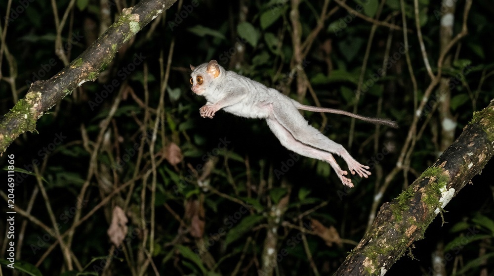 Fototapeta premium A rare nocturnal lemur leaping through the dark rainforest canopy at night.