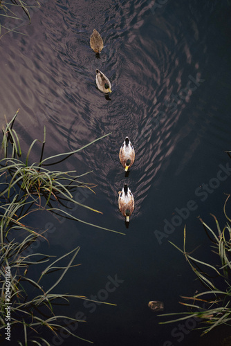 Ducks