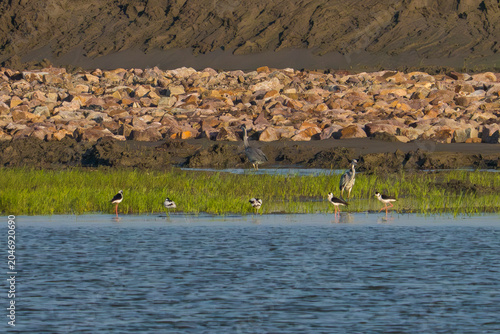 flock of Black-winged Stilt