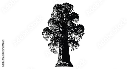 Nature tree silhouette on white background, black and white illustration